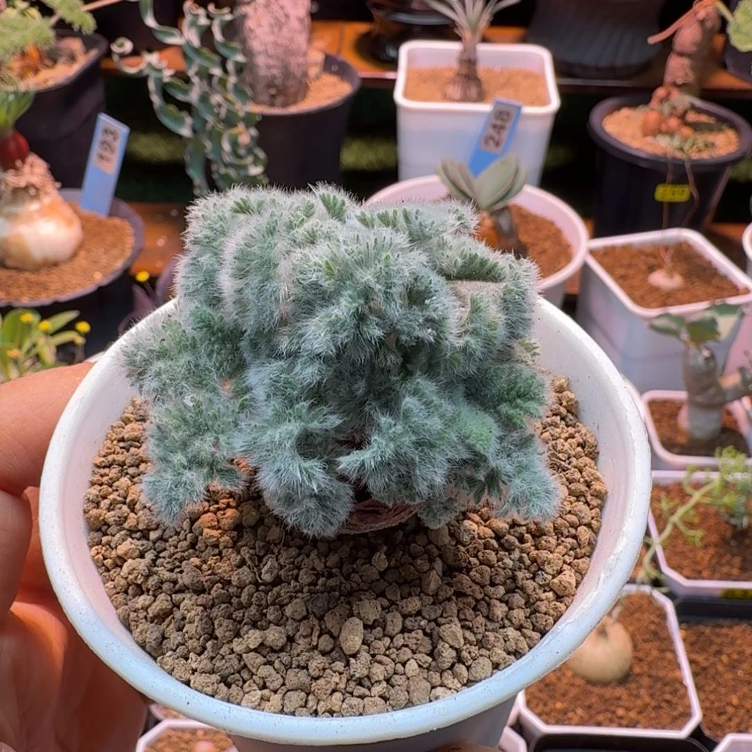 L***9羽叶洋葵365 仙人掌