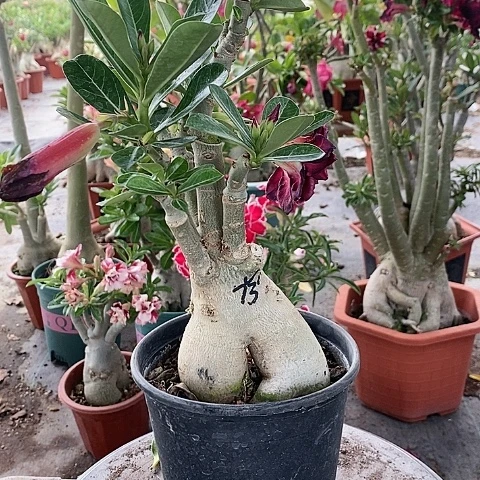 【闪购商品】无花朵热****半绿植
