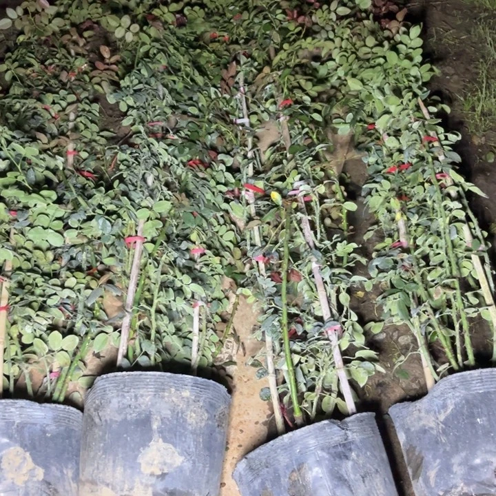 无花朵蒂娜粉达共6棵