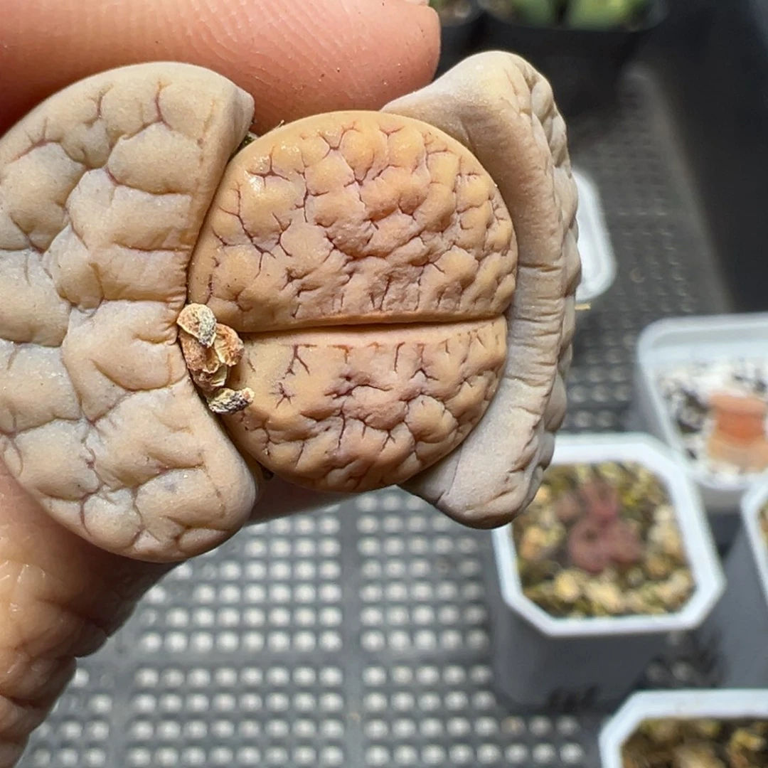 【闪购商品】1164……