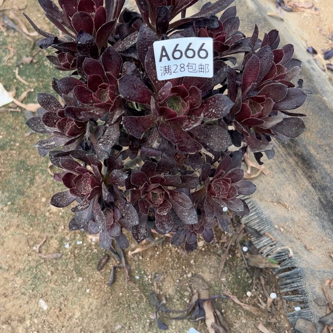 666多肉   原叶