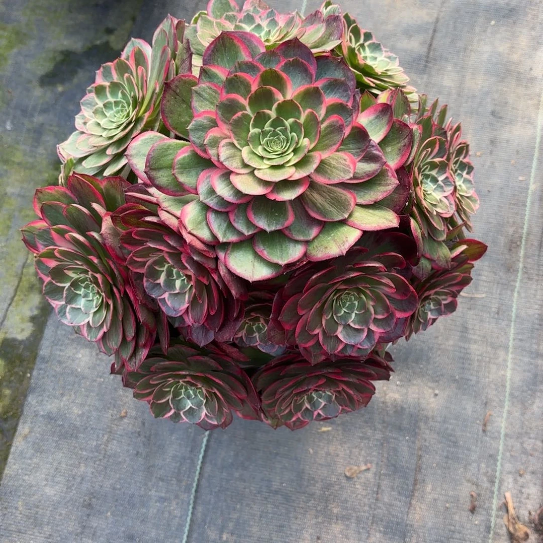 清*花好月又圆202515