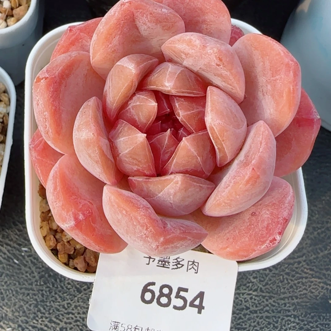开播福利，6854多肉植物
