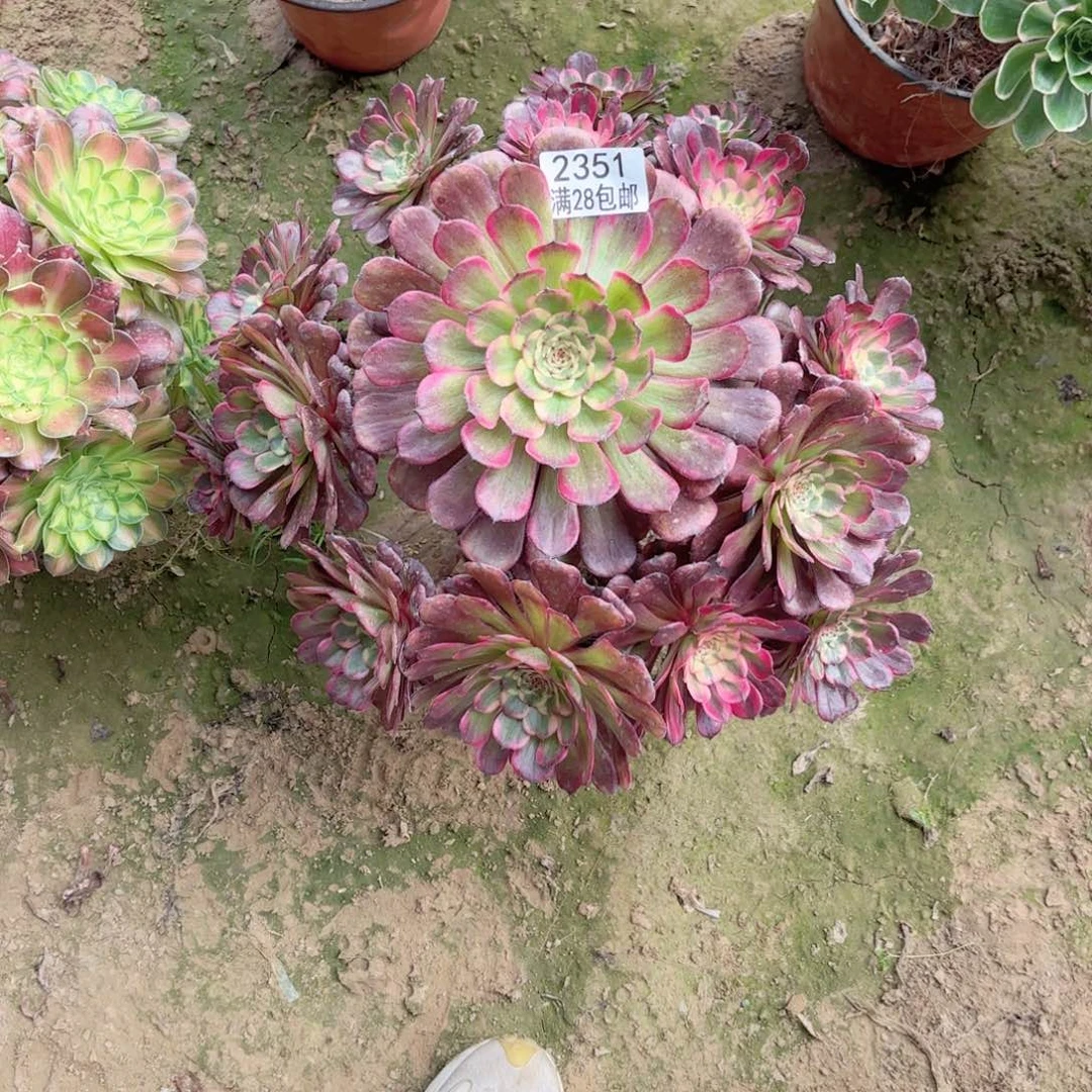 2351黑金刚多肉111111