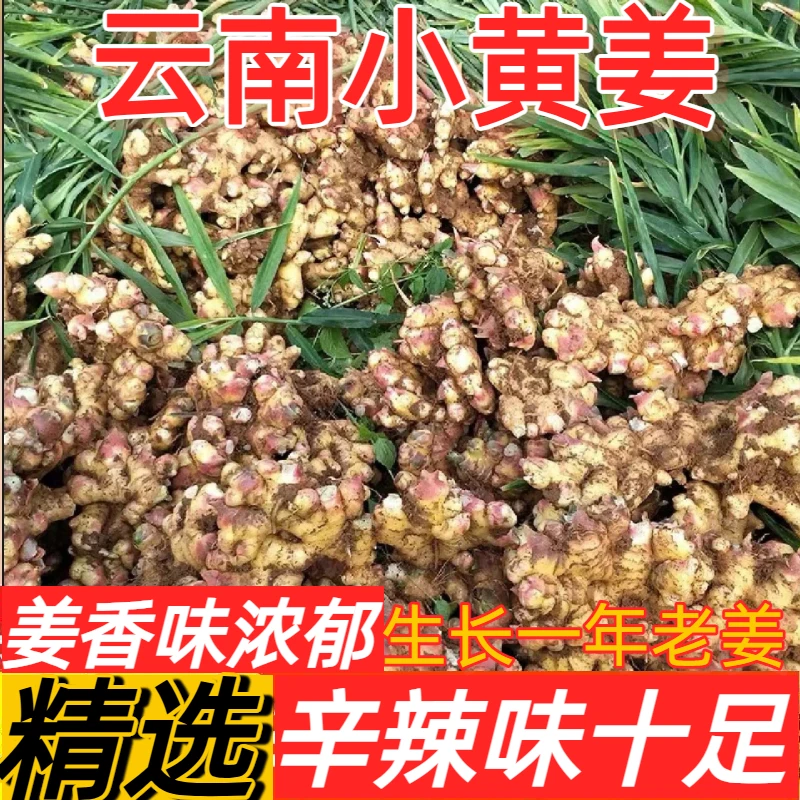 云南高山新鲜现挖小黄姜姜香浓郁可泡糖醋姜1