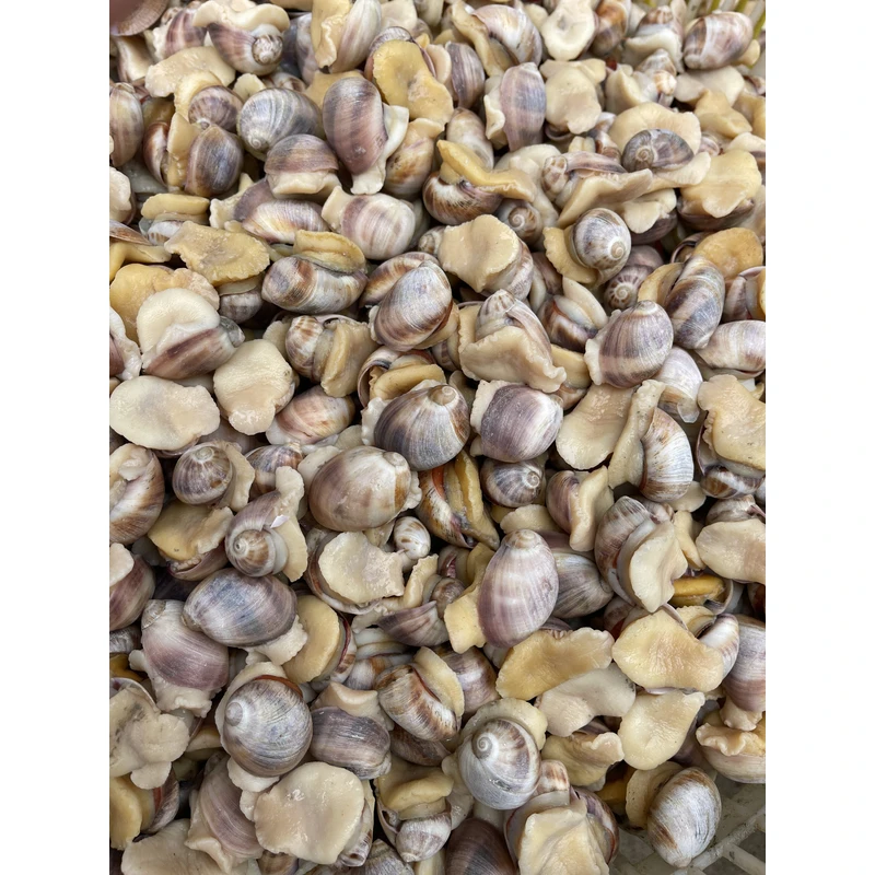 北海珍珠鲍螺 新鲜蒸熟鲍螺 珍珠鲍北海特产珍珠鲍