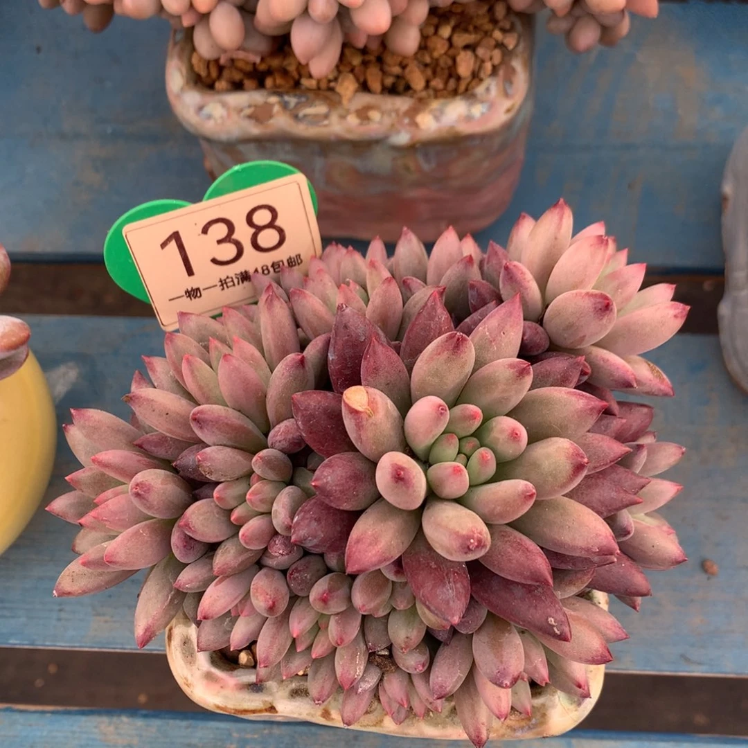 车厘子无砍一物一拍138