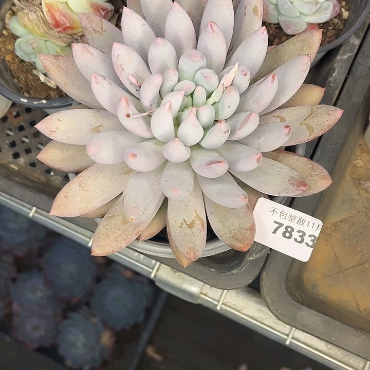 阿雅园艺。         7833所罗门