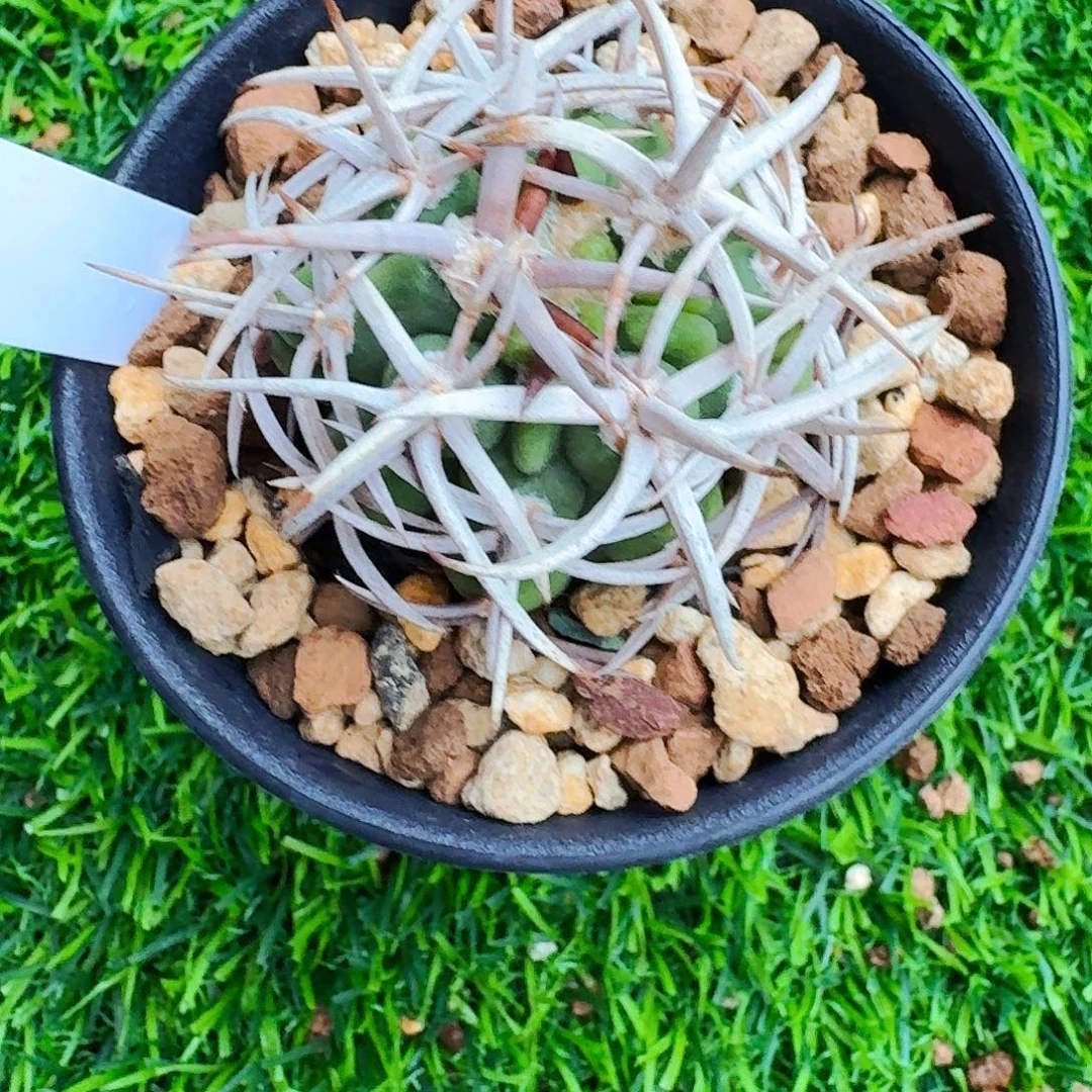 三***笔直播间，六哥，碧岩专拍，