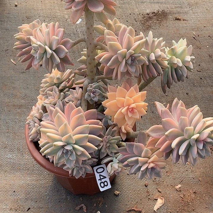 48淡雪锦 一物一拍多肉