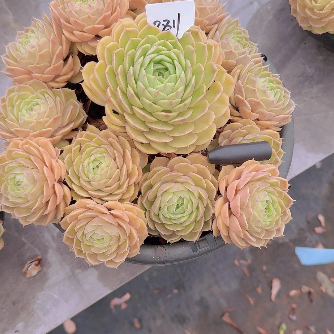 Y***n0811昂斯诺多肉植物