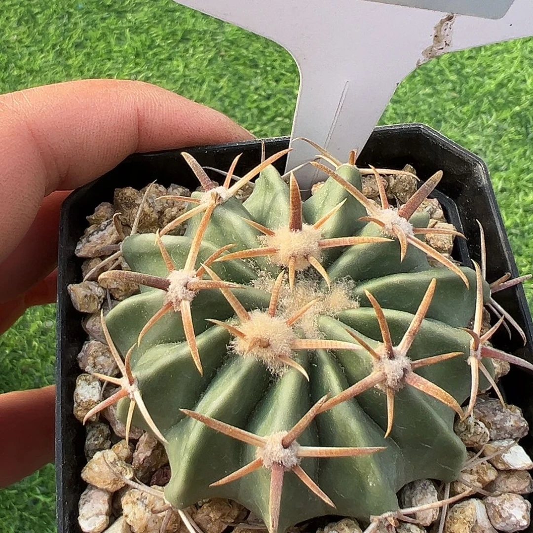 7702 凌波实生满 39 包邮非偏远地区