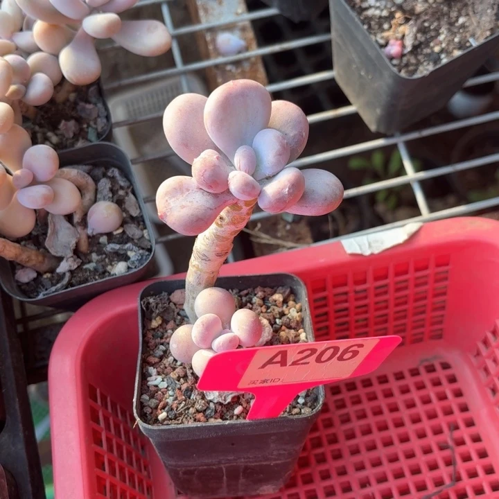 梦*x b z x g h x f y 206