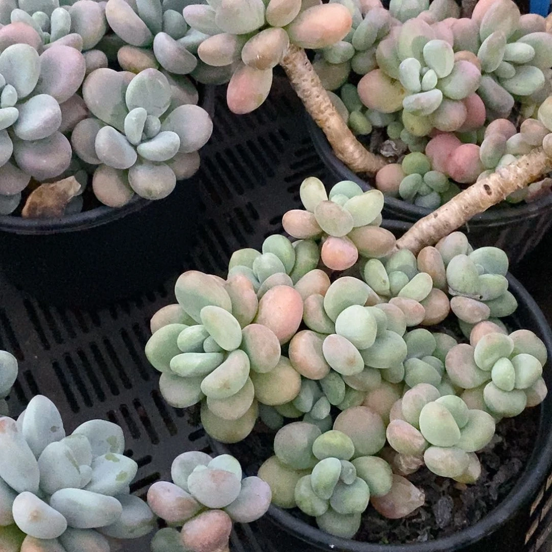 团超大盆洛神，福利多多