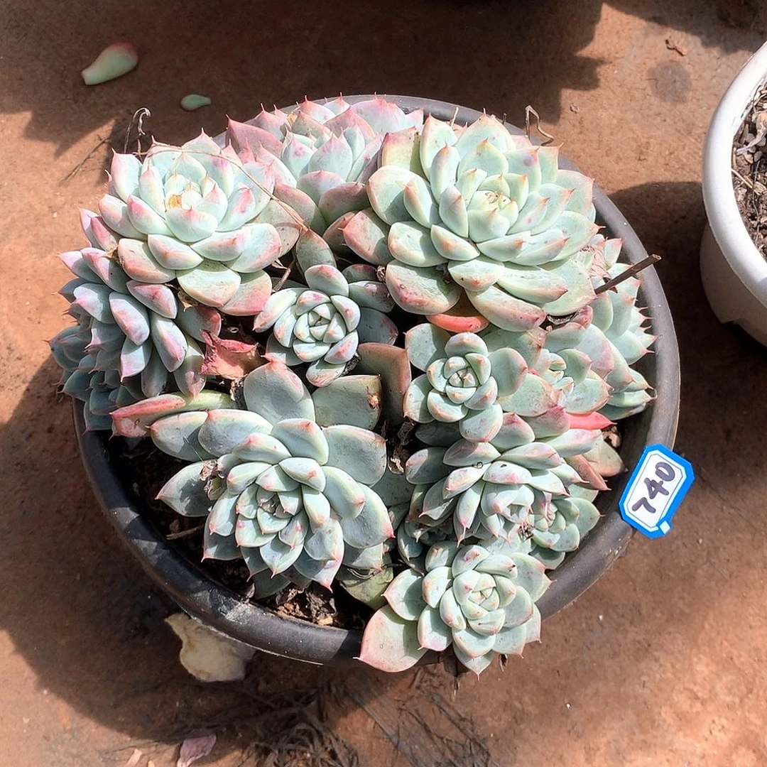 740阿尔巴 一物一拍多肉