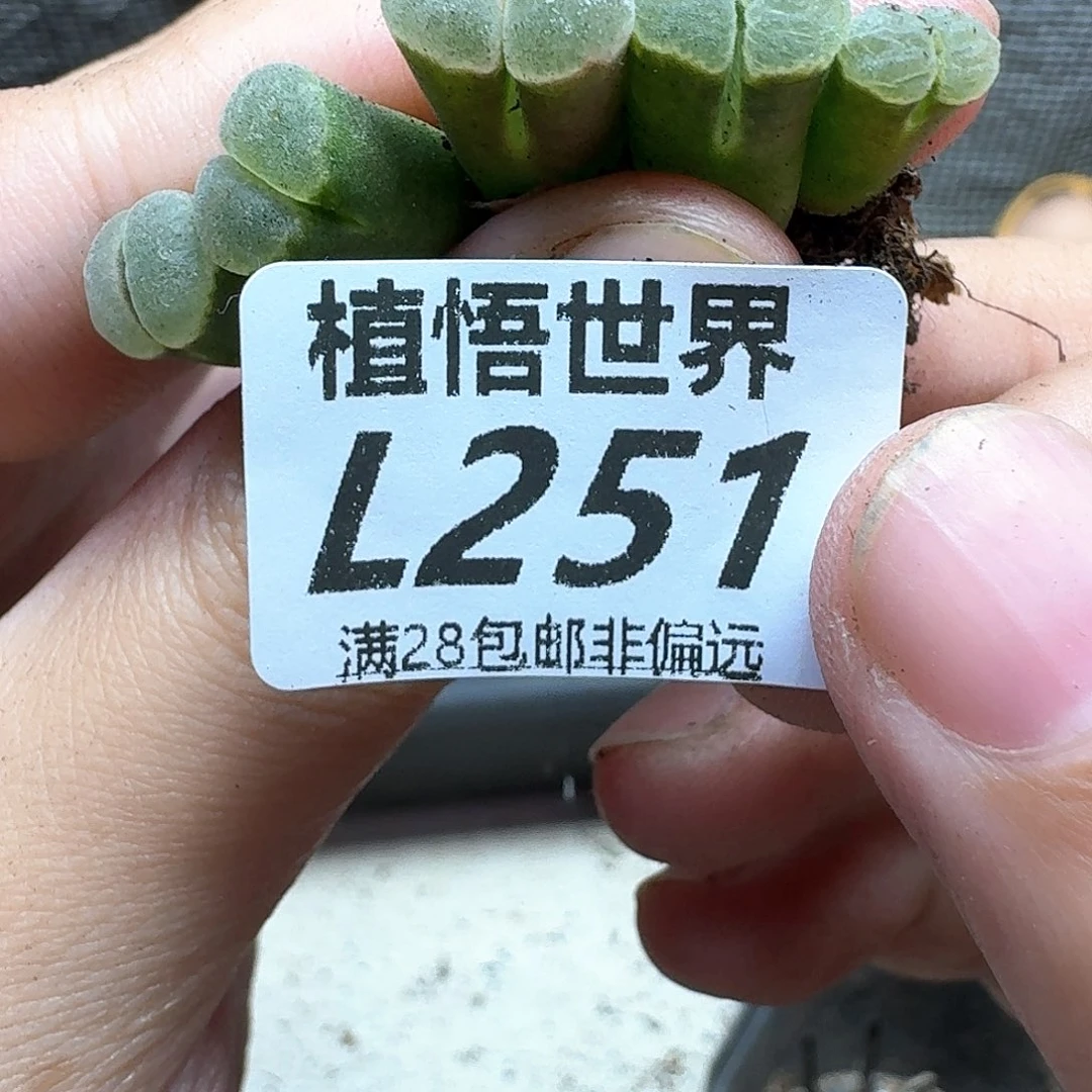 多肉植物电热水器