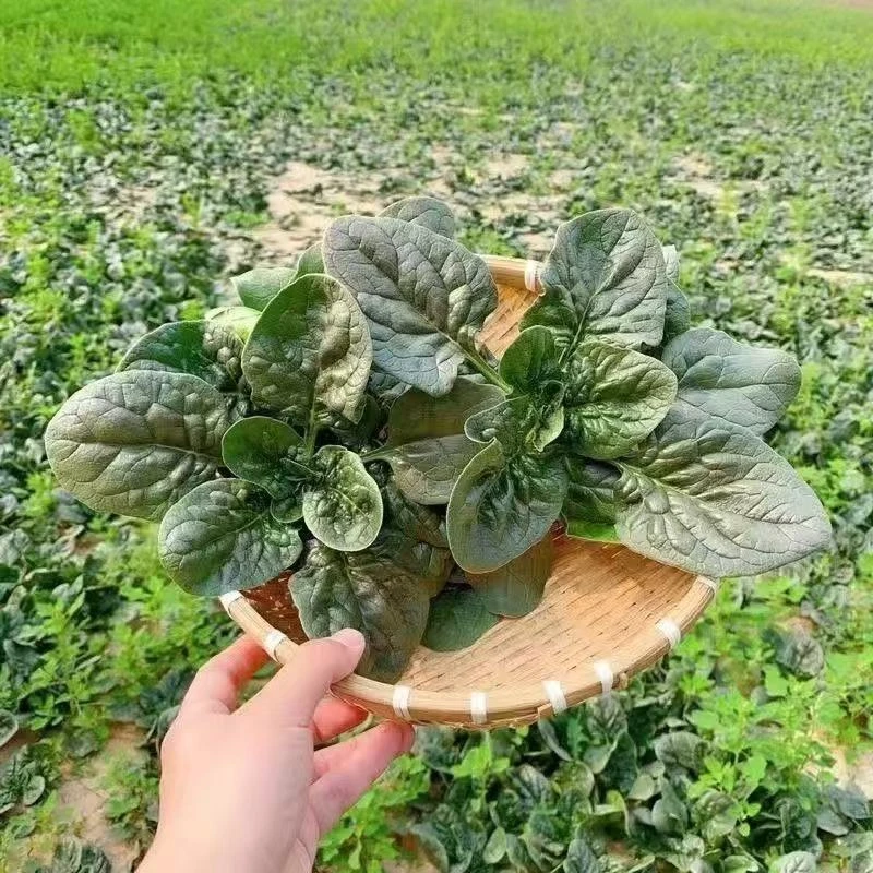 【大甩卖】5斤菠菜新鲜露天矮杆趴地霜降红根菠菜青菜蔬菜现挖1/3斤