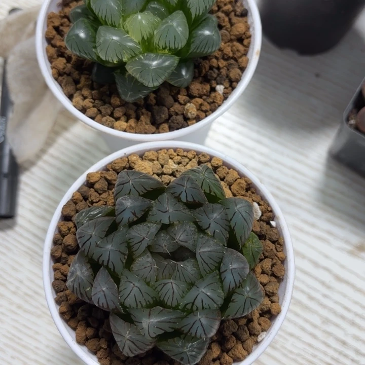 2颗玉露锦组合多肉植物