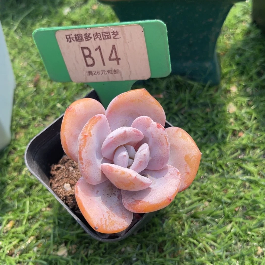 多肉植物一物一拍