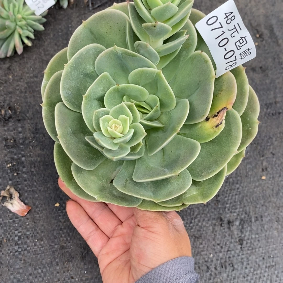 夏悦多肉0710-78星纳塔