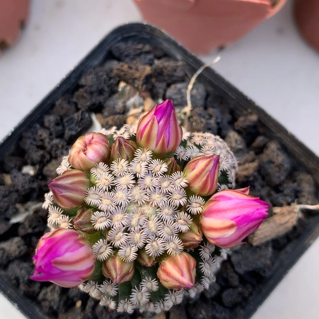 实生仙人球仙人球仙人球