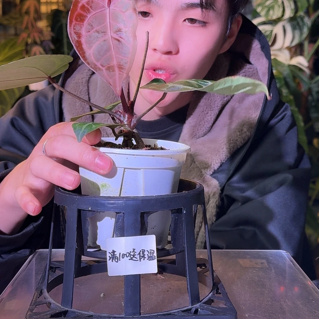 不开花植物G685米歇尔杂小钻石