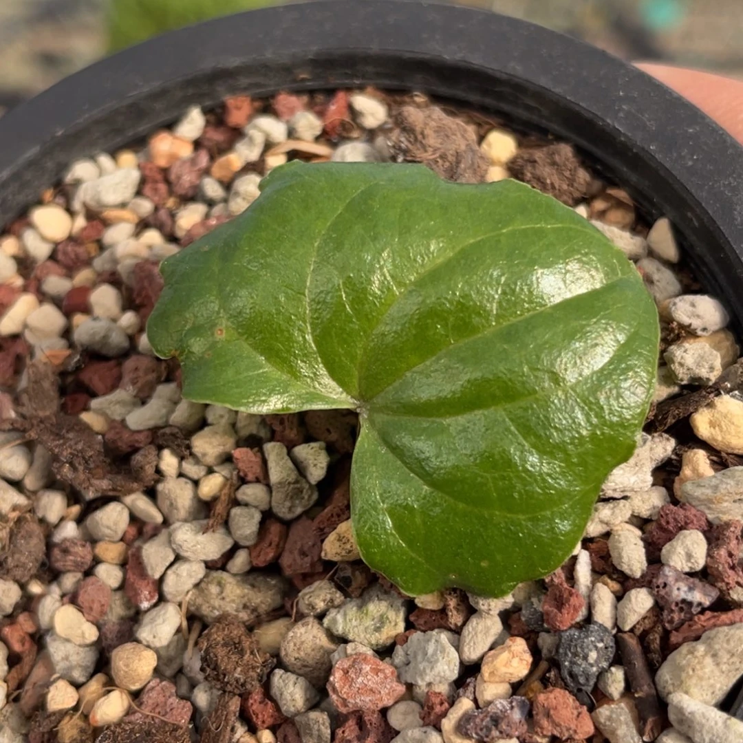 福利两年龟甲龙脱土园艺植物一物一拍