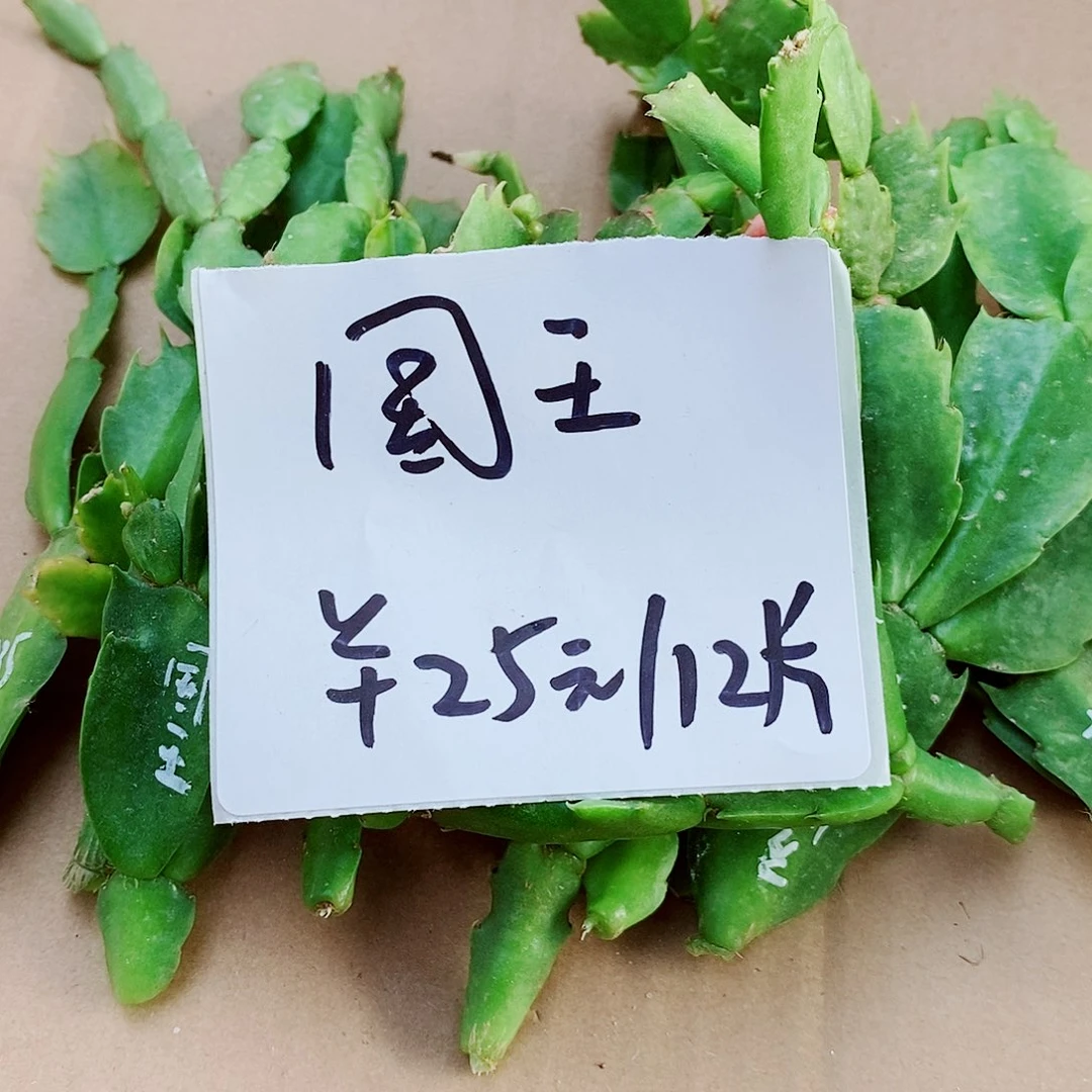 完全开放国王叶片福利12片