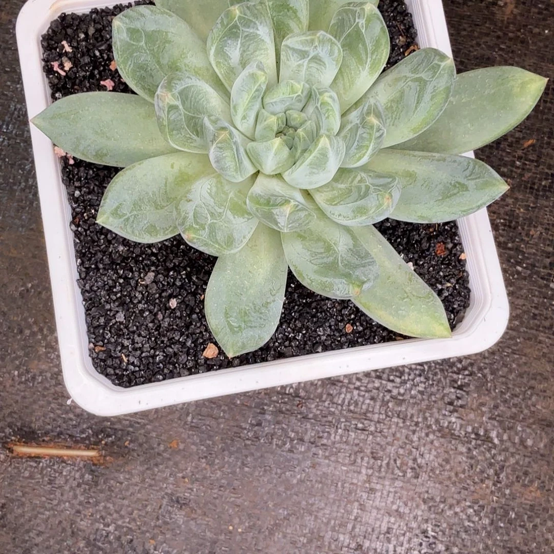 来***米莱米姐多肉植物寄养