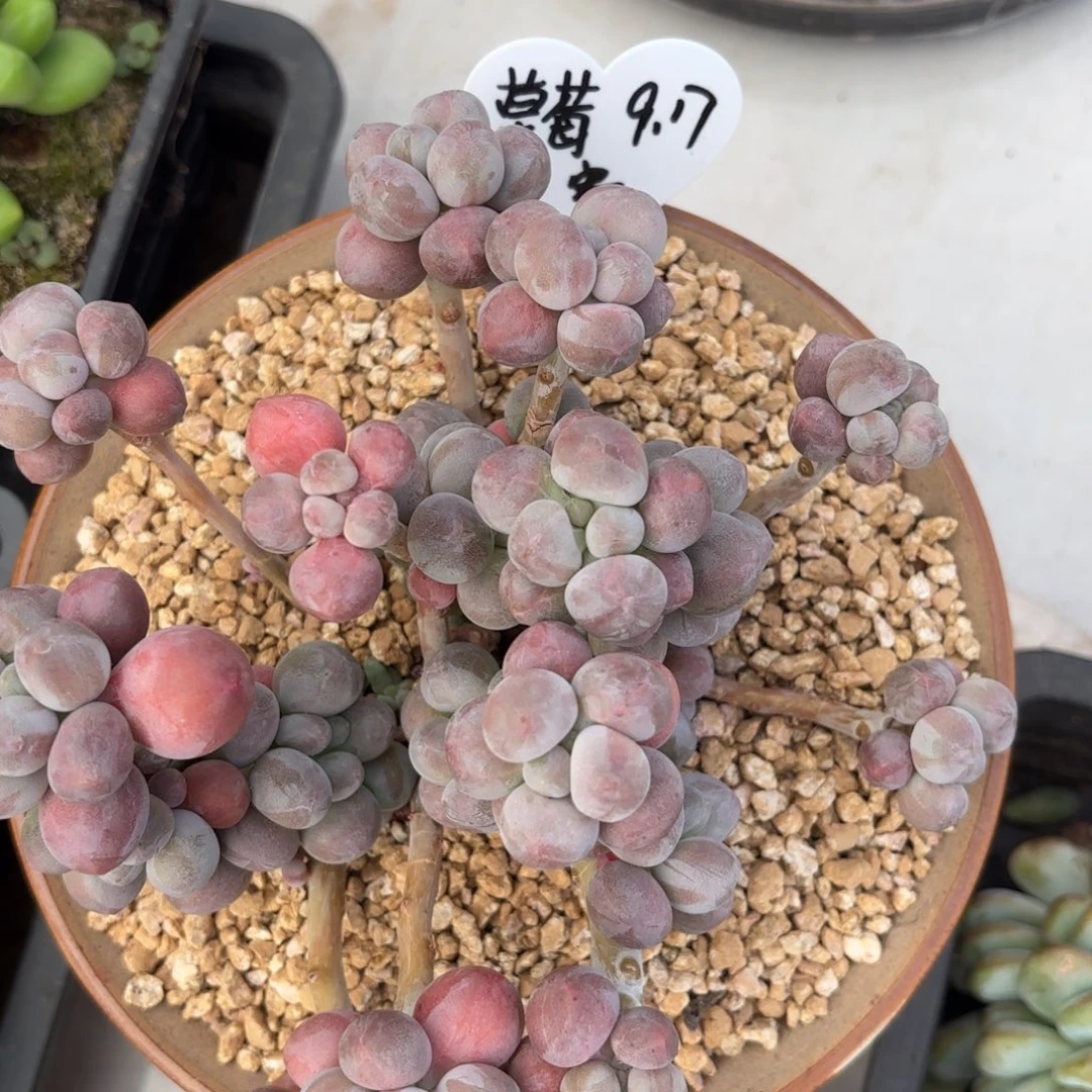 草****奶杂大群精控草莓专拍寄养