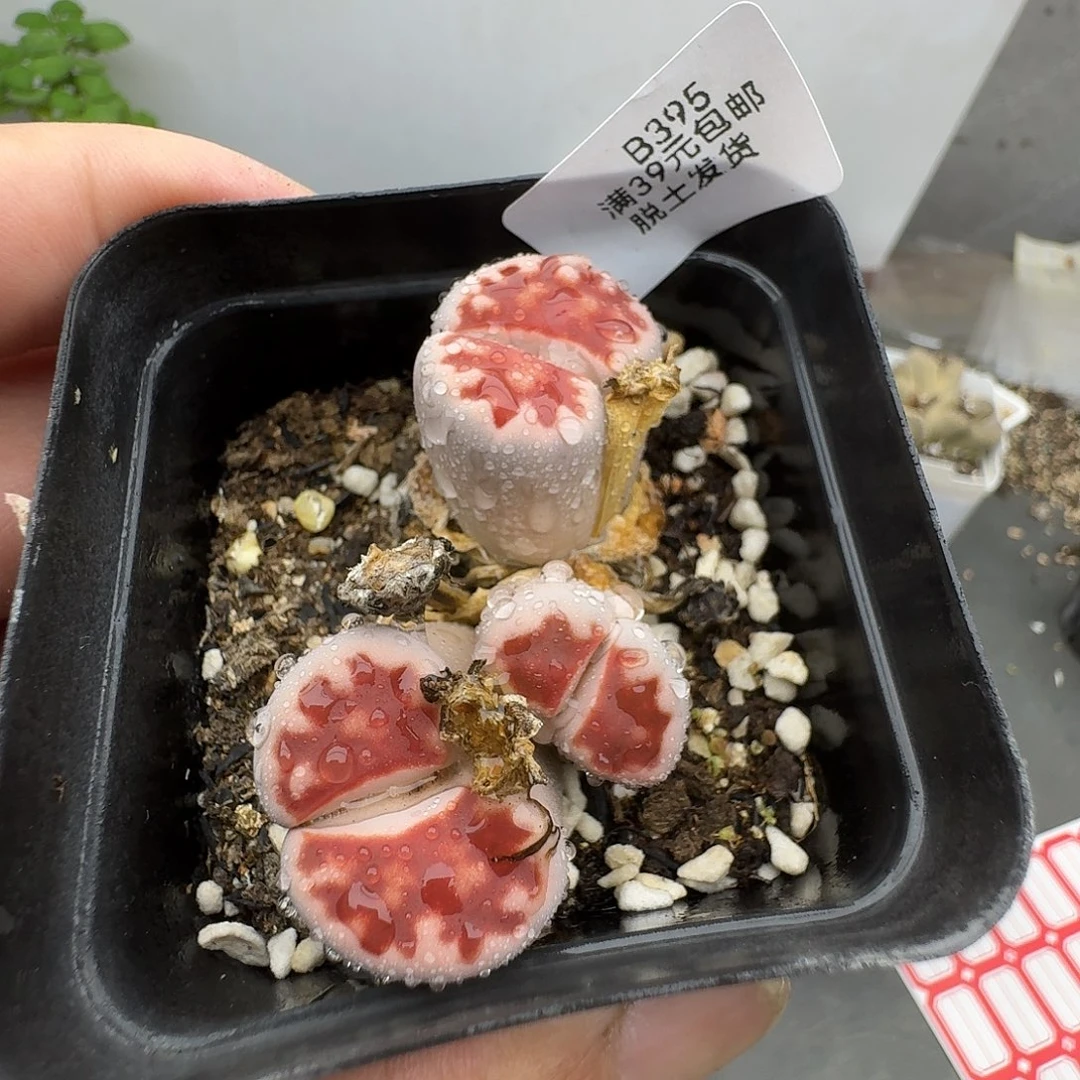 395娟哈哈哈哈哈哈哈