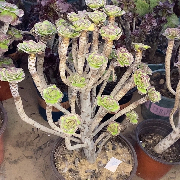 圆叶多肉植物052