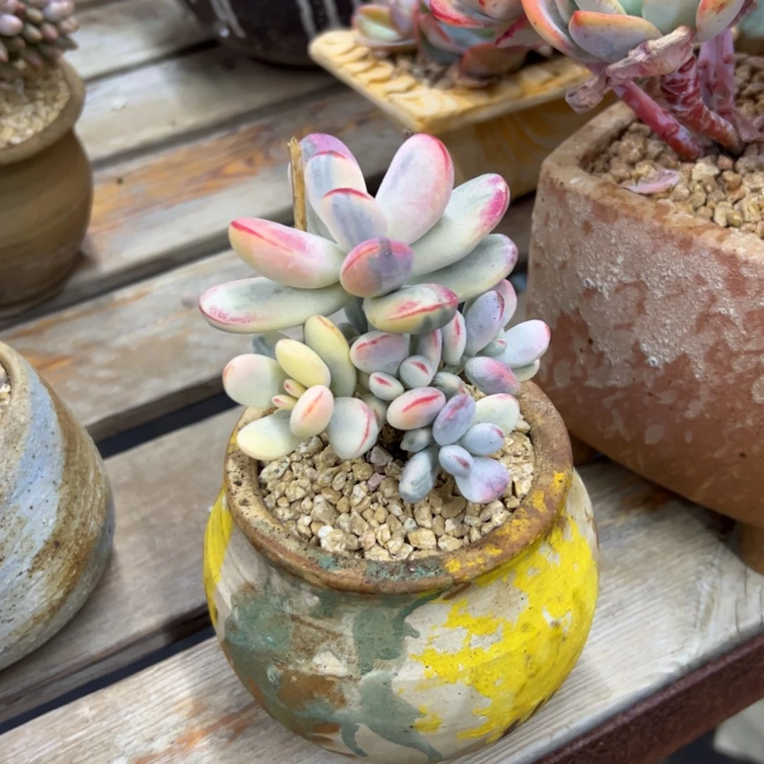 乒乓福娘28 零零多肉植物