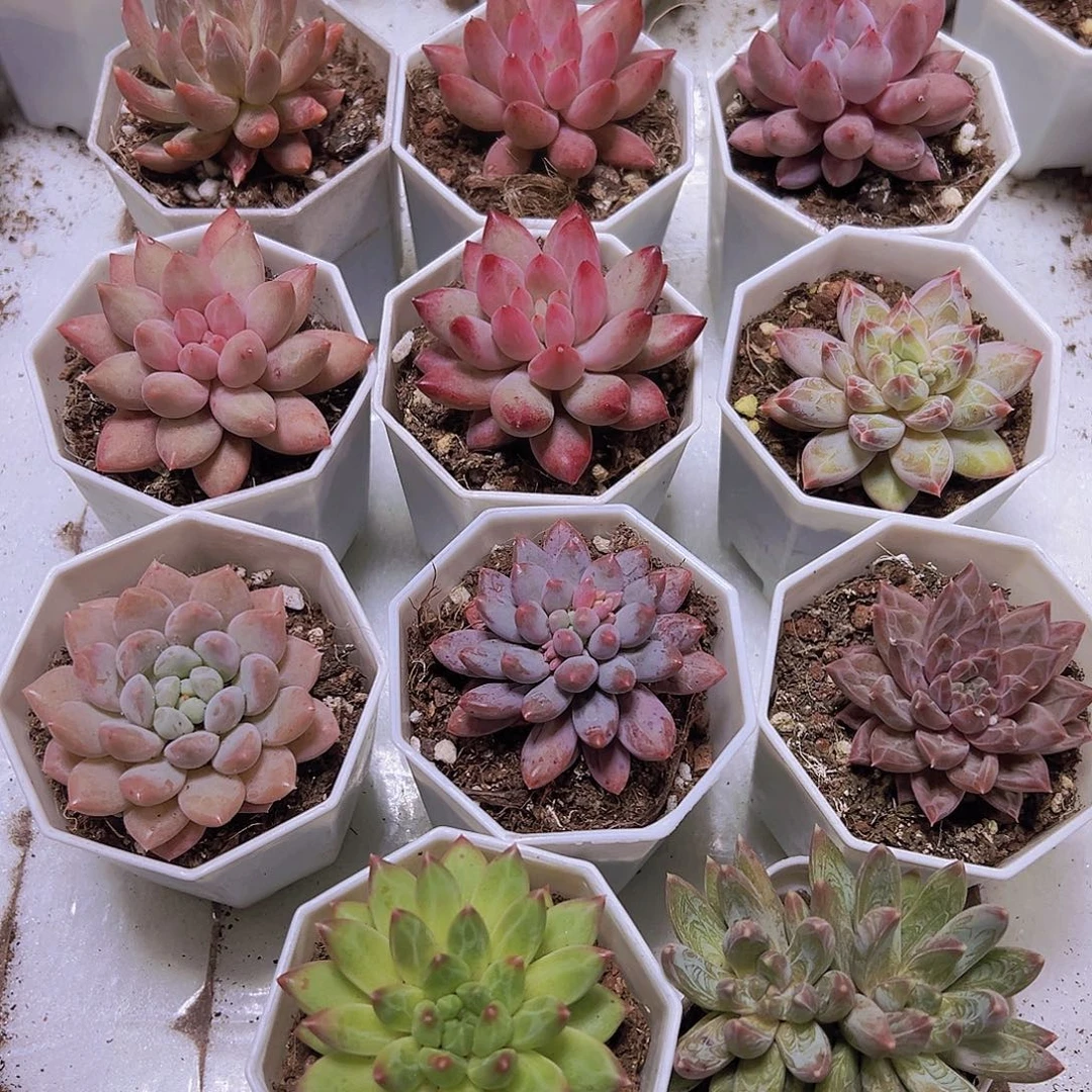 美人组合11盆19包邮