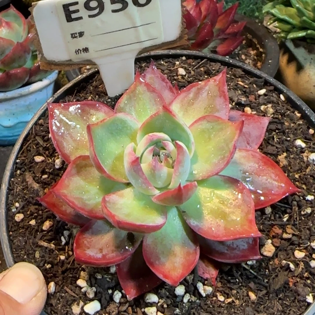 惊鸿一物一拍包装收缩花旱950