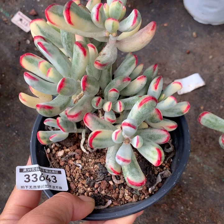 无花朵帮叶福娘锦33643