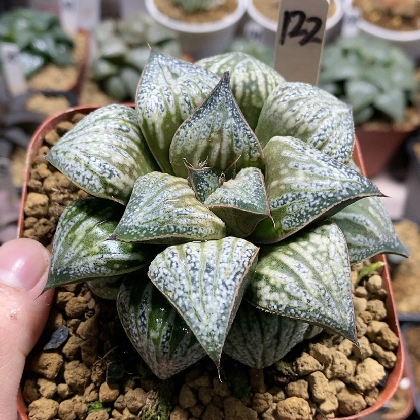 【闪购商品】122花魁母本