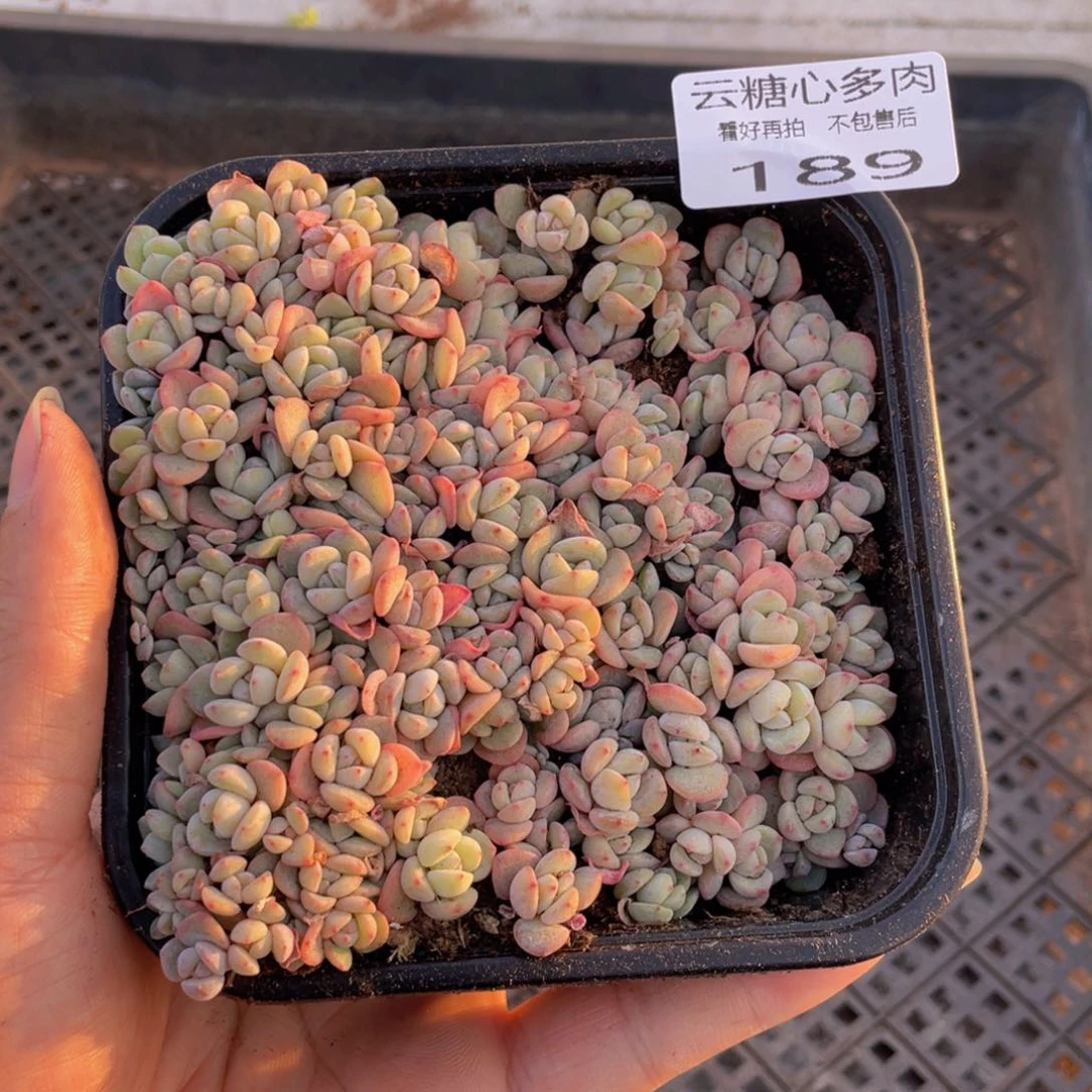 云糖心多肉植物189