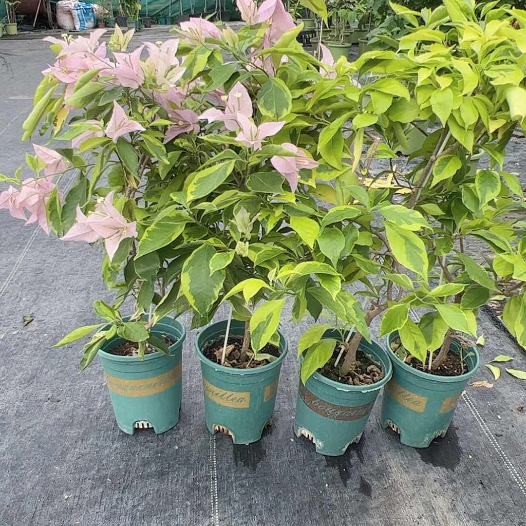 大部分开放少量花苞金边新加坡宫粉一颗