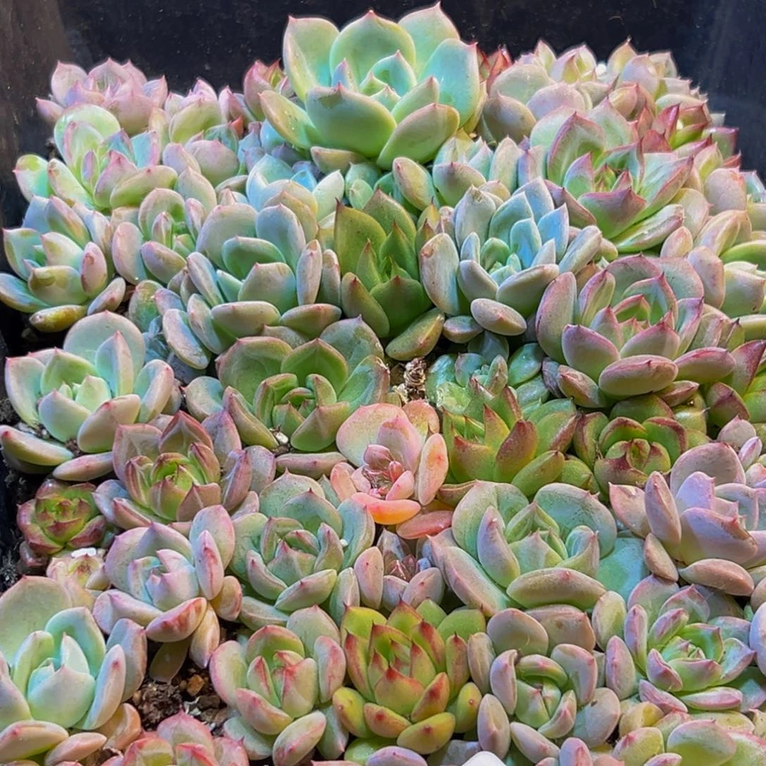 426的人了还在等什么啊哈哈我也想