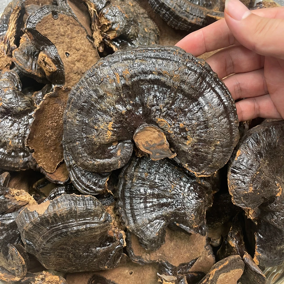 【阿丹臻品】灵芝  农家土特产 可搭配枸杞