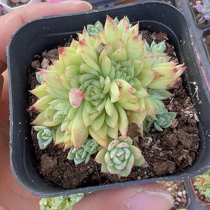 蝴蝶麦秆精品多肉植物
