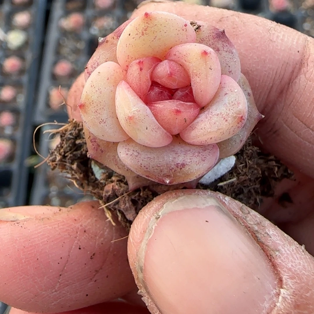 多肉小卡拉米糖心一物一拍