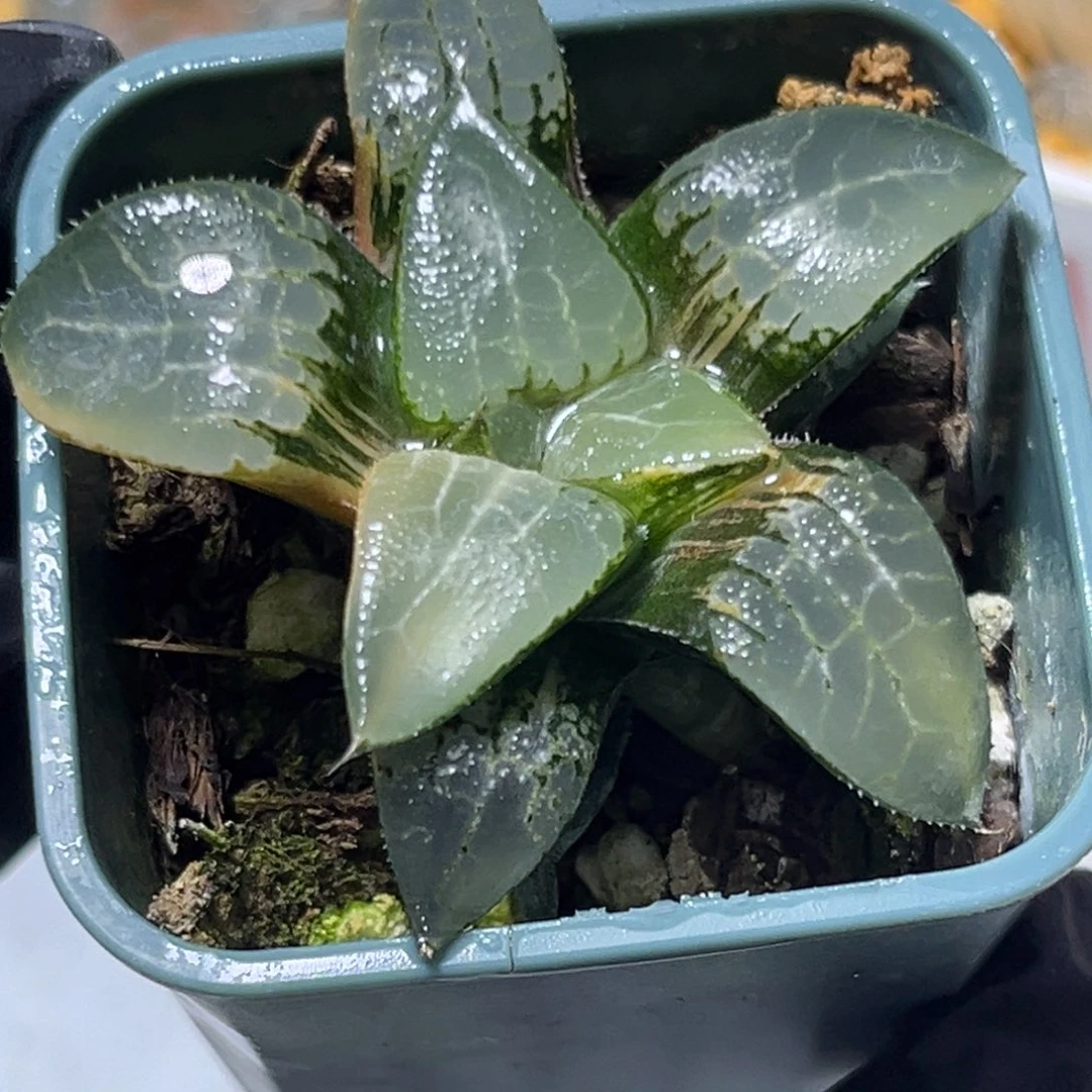 恭喜发财大吉大利0322