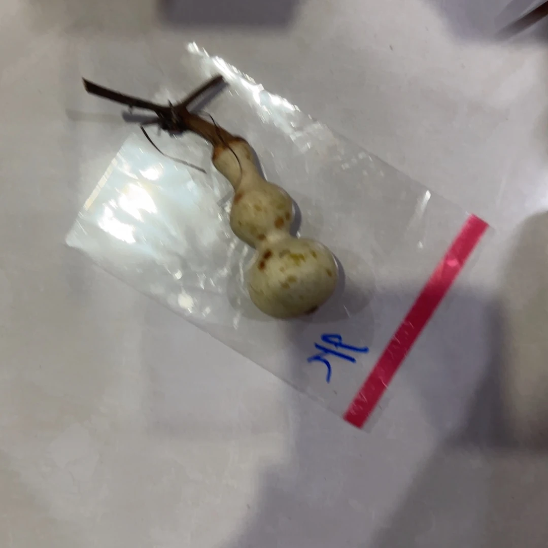 发***士青皮不包成的．是有没有用呢还是有点