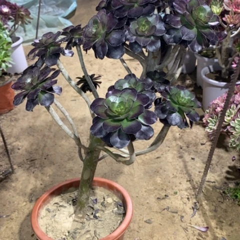 988妖桩圆叶134577899