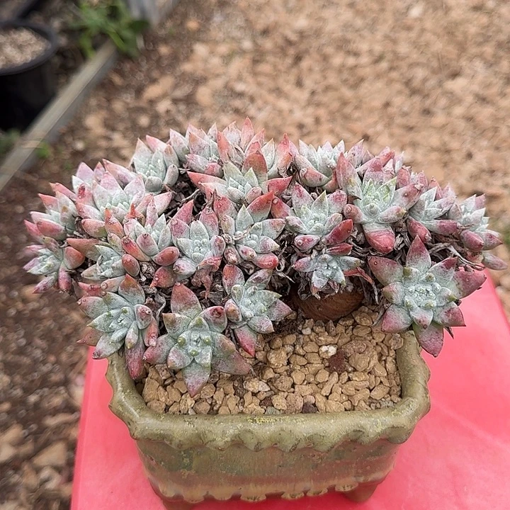 落***飞白雪仙女杯老桩zz