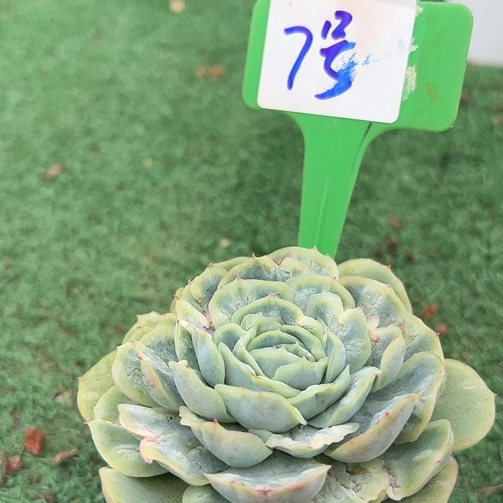 7泡泡沙群一个脱土