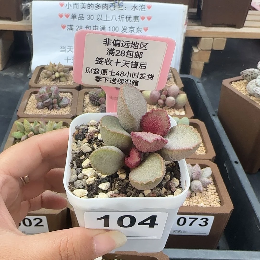 104彩虹翼多肉植物