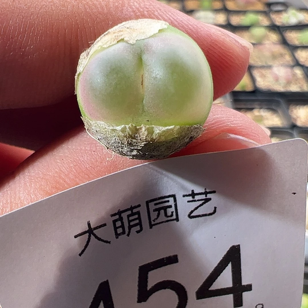 一物一拍脱土发。  454